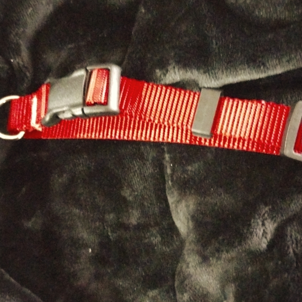 Red dog collar, adjustable, heavy duty nylon